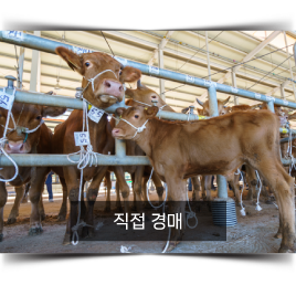 fullDivision_backgroundFixed_intro_cate